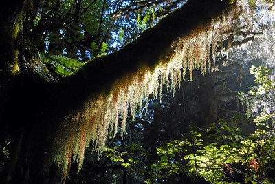 Sunlight shines through a draping sleeve of moss hanging off of a branch with green ferns growing on top