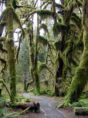 A gravel path winds between fallen, moss-covered logs and tall evergreens draped in hanging, green mosses