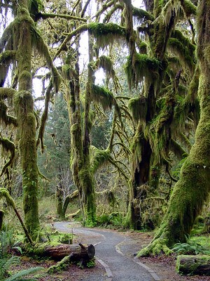 A dirt path winds between fallen, moss-covered logs and tall evergreens draped in hanging, green mosses
