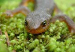 Rough-skinned newts use their bright orange underbellies as well as a poison secreted from their skin to protect themselves. They breed in ponds but usually live in the forest.