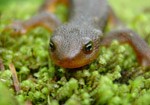 Rough-skinned newts use their bright orange underbellies as well as a poison secreted from their skin to protect themselves. They breed in ponds but usually live in the forest. Rough-skinned newts use their bright orange underbellies as well as a poison secreted from their skin to protect themselves. They breed in ponds but usually live in the forest.