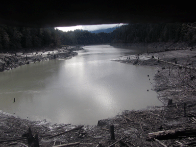 lake rimmed by a shoreline covered with logs and debris