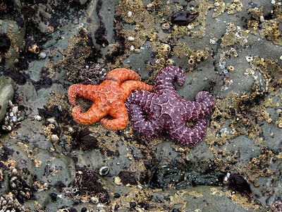 Two Ochre Sea Stars, one orange and one purple, rest side by side among Acorn Barnacles, Green Anemones, and Limpets