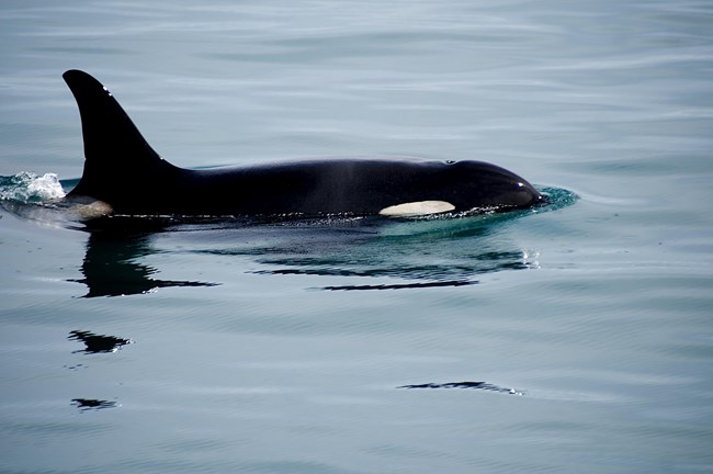 A surfacing orca at Kenai Fjords National Park. The water is calm, and the front of the head, blowhole, and dorsal fin are visible.