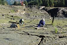 Volunteers plant seedlings