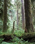 Temperate rain forest