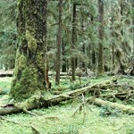 green carpet of moss and other plant on forest floor with tall, mossy tree trunks above
