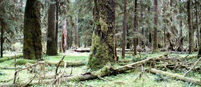 Green, mossy understory in a forest. Downed trees are covered in moss and large living trees also have moss at their bases.