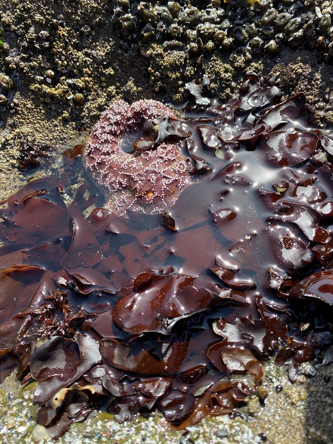 A brick red sea star half emerges from the cover of dark red seaweed partially submerged in sea water.