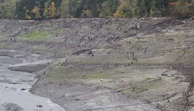 Planting in newly exposed sediment upstream of Glines Canyon Dam