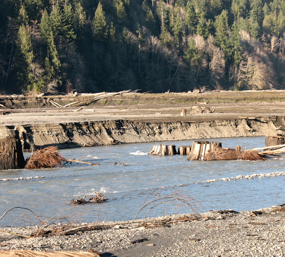 river flowing through gravel and many stumps