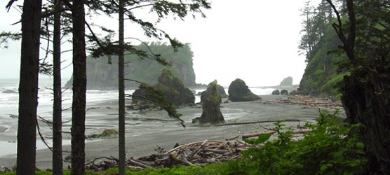 Trees in foreground, then low wind-sheared shrubs with beach logs, beach and small islands beyond