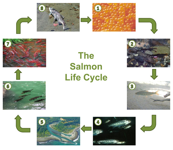 The Salmon Cycle National Park (U.S. National Service)