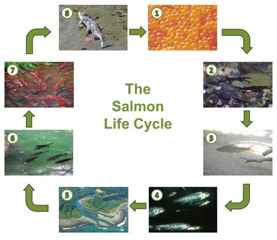 Life cycle of salmon eggs to tiny fish. - Picture of Friends of