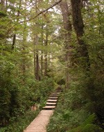 Dense shrubs and trees crowd a boardwalk trail with steps