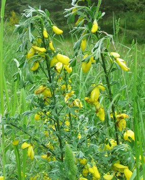 Scot's Broom Scot's Broom