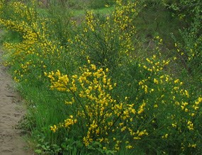 Scot's Broom