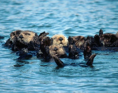 Four sea otters with white faces and dark bodies float on their backs clustered together in the sea with front and back paws out of the water. Two others are partially visible in the background.