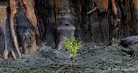 A newly planted cedar seedling grows in the shadow of Lake Aldwell's ghost forest