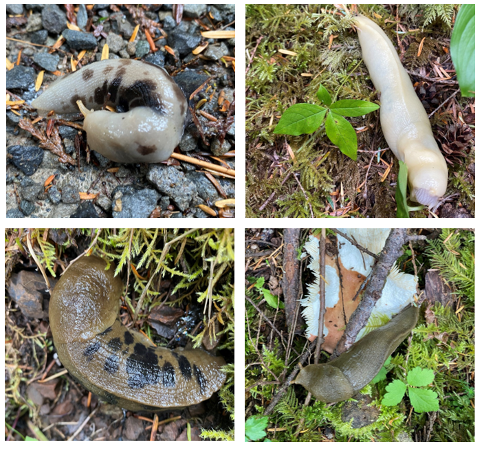 The image depicts a comparison of four banana slugs, each with a smooth head and a smooth body. One is white/yellow with brown spots; one is a bright yellow; one is dark green with black spots; one is dark green.
