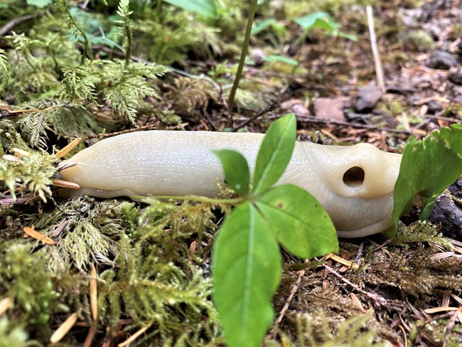 Pale yellow banana slug with stoma open and a small plant in the foreground.