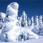 Firs plastered with 1-2 feet of snow and ice with blue sky above Firs plastered with 1-2 feet of snow and ice with blue sky above