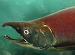 Sockeye salmon Sockeye salmon