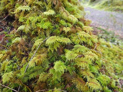 Resembling small, leafy ferns, stair-step moss grows in a clump