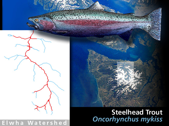 Historic steelhead range in the Elwha