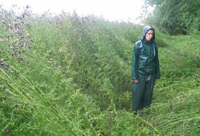 A plant worker clad in protective clothing stands amid large swaths of Canada thistle. The thistle plants have grown out of control, taking over all other plants in this area. The thistle plants are taller than the worker.