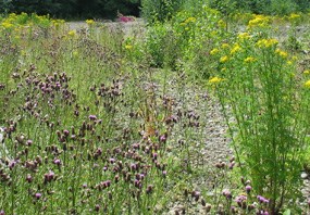 Two patches of invasive plants growing in an open, rocky area. On the left is a patch of purple Canada thistle, and on the right is a patch of yellow tansy ragwort.