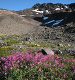 Bright pinkish red flowers in gravel with rocky peak with snow patches in back Bright pinkish red flowers in gravel with rocky peak with snow patches in back