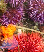round, spiny purple and red urchins & orange frilly nudibranch in tidepool round, spiny purple and red urchins & orange frilly nudibranch in tidepool
