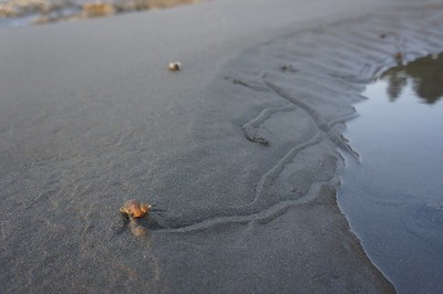 A periwinkle, or sea snail, makes a trail through the sand as it moves from the water onto the beach.