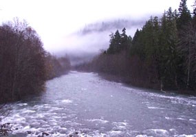 Dark forest lines banks of rushing river with fog bank in back. Dark forest lines banks of rushing river with fog bank in back.