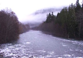 Dark forest lines banks of rushing river with fog bank in back.