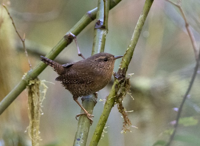 A small brown songbird perched on a mossy branch.