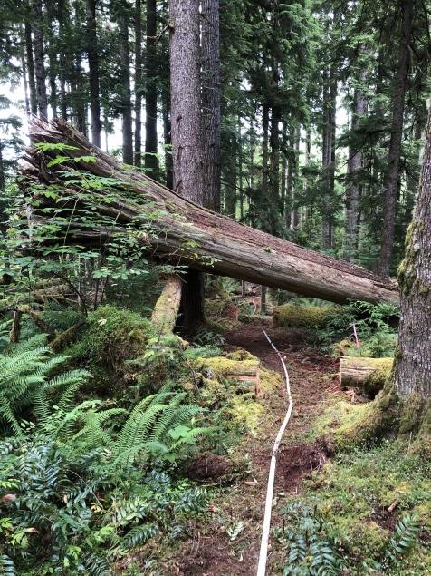 A hose laying on the forest floor along a fire line.