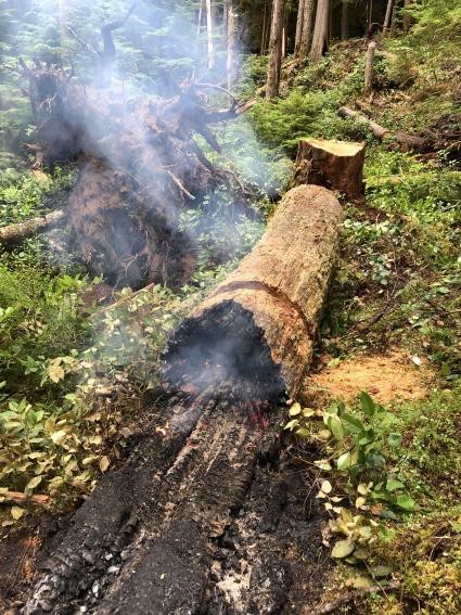 Hazard trees on steep terrain pose a danger to firefighters. Duff and debris in the understory of the fire footprint continue to smolder and creep. A fallen tree smoldering in a forest floor.