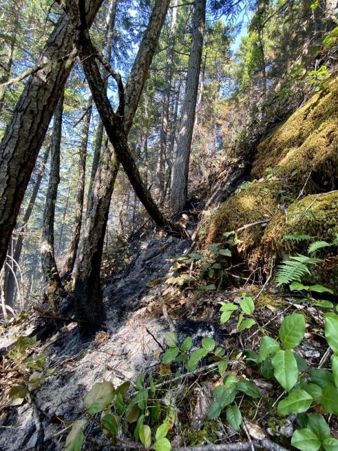 Firefighters cautiously monitor smoldering understory in steep terrain. A fire smoldering in a forest's understory.