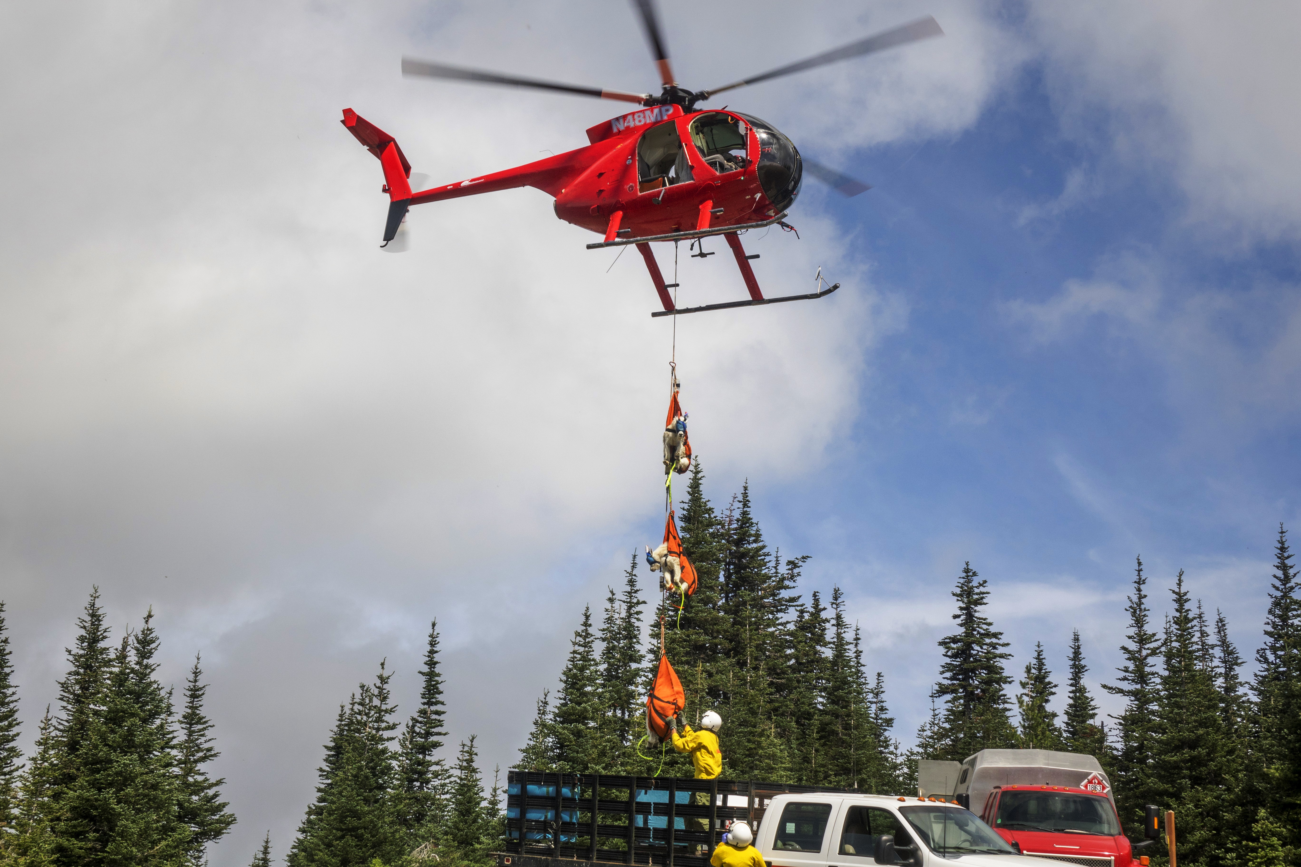 Helicopter lowering three mountain goats in slings into the back of a truck.