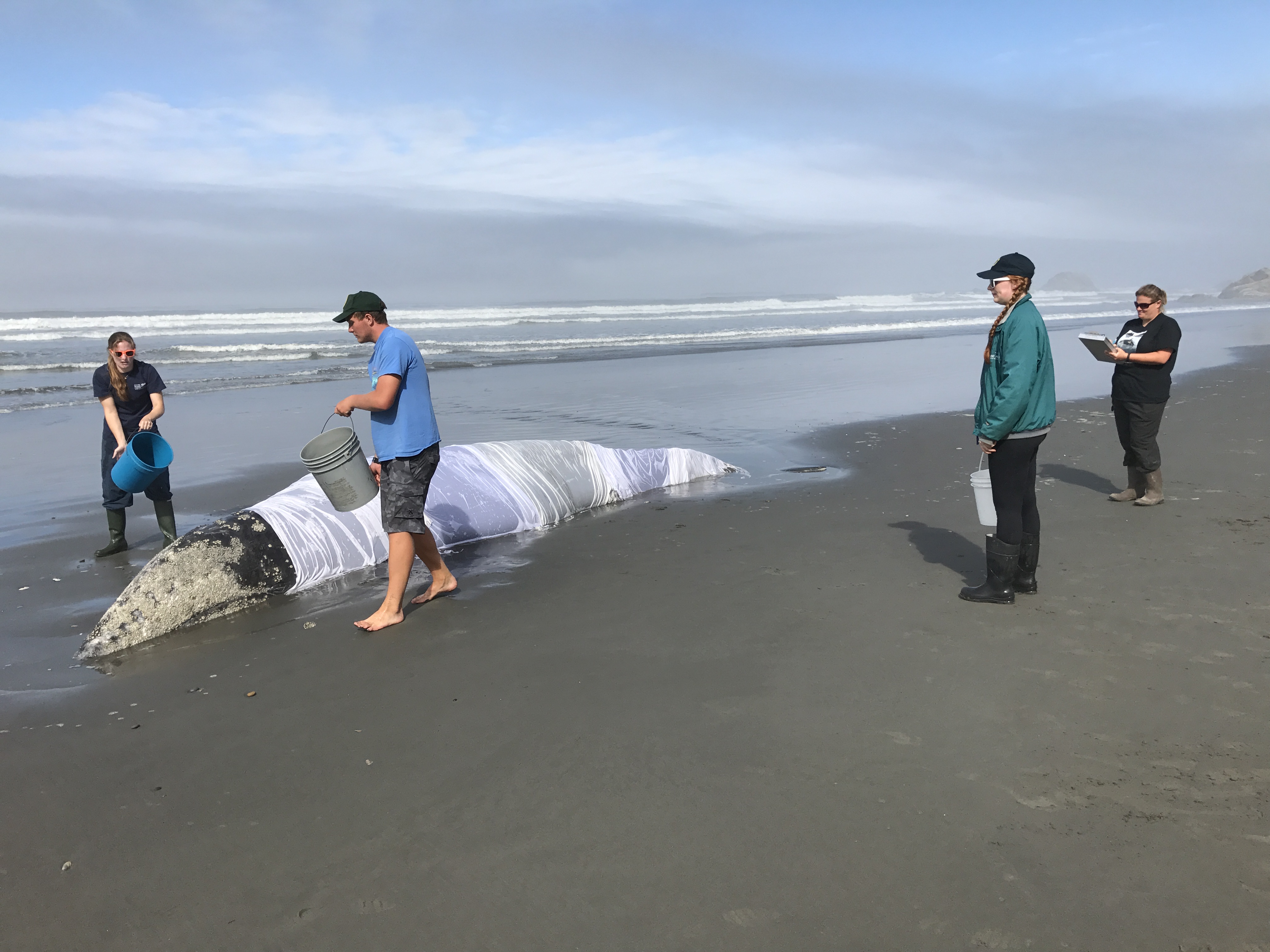 Stranded Gray Whale at Kalaloch