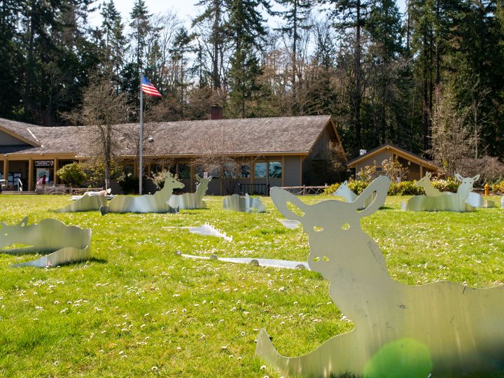 Elk herd art installation at the Olympic National Park Visitor Center Shiny aluminum elk cut-outs on the lawn of a park visitor center