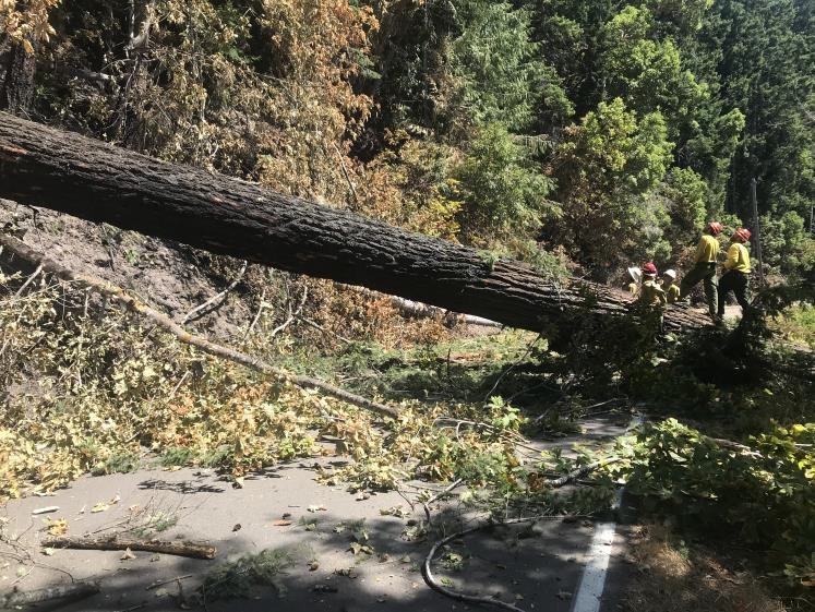 Firefighters work to remove a hazard tree from East Beach road within the fire footprint. Trees like this are what firefighters are diligently monitoring as they move into mop up phase of the fire. A large tree fallen across a road