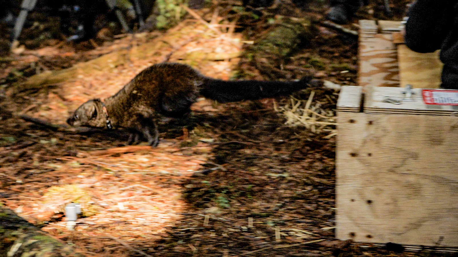 Fisher release - November 2021 Dark brown, weasel-shaped mammal about as big as a house cat - is released from wooden crate, running into the forest.