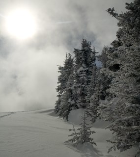 snow-covered trees