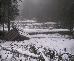 snow covered road with many trees across it