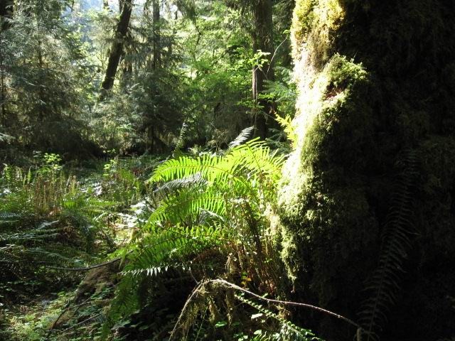Sunlight shines through the canopy of the trees in the Hoh Rain Forest.