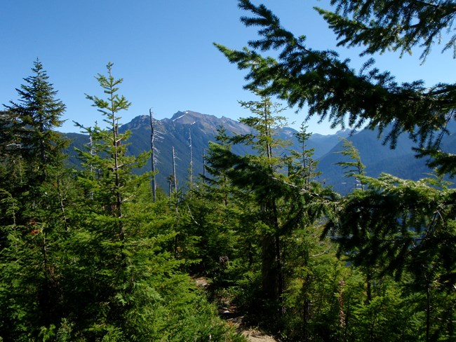 view of mountains with evergreen trees in foreground; blue sky
