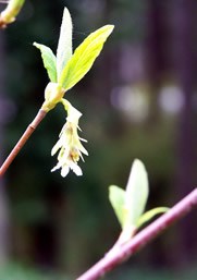 drooping white flowers hang from a twig